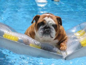 Carmel Valley San Diego Summer Dog Care