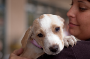 Carmel Valley San Diego Community | Second Chance Dog Rescue