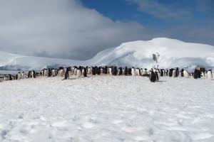 Carmel Valley San Diego Community | Antartica's White Continent | Cynthia Dial