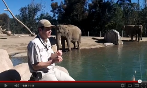 Carmel Valley San Diego Community | San Diego Zoo | Elephant Odyssey 