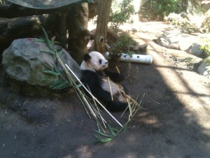 Carmel Valley San Diego Community | San Diego Zoo | Panda
