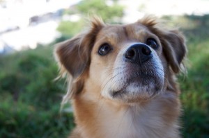 Carmel Valley San Diego Community | The Benefits of Having a Pet 