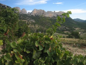 Carmel Valley San Diego Community | Wonders of Cotes Du Rhone | Cynthia Dial