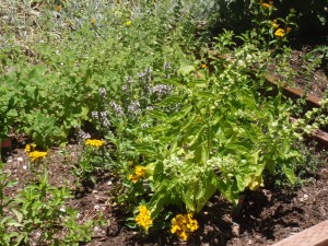 Carmel Valley San Diego Community | Dill Weed | David Clegg