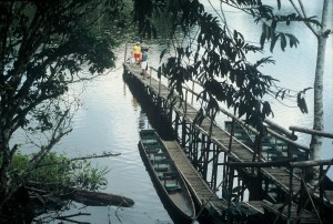 Carmel Valley San Diego Community | Cynthia Dial | Amazon River Dock.Tree