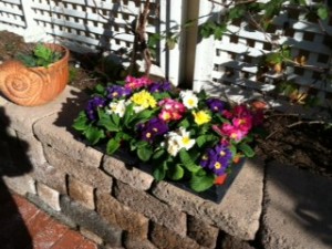 Carmel Valley San Diego Community | Stevie Hall | Flower Bed