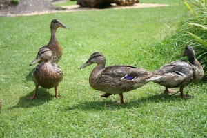 Carmel Valley San Diego Community | Bill Keane | Ducks