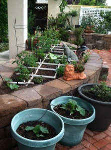 Carmel Valley San Diego Community | Stevie Hall | Planting Your Garden