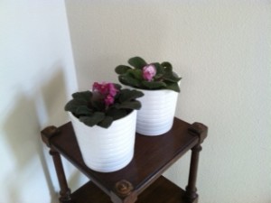 Carmel Valley San Diego Community | Stevie Hall | African Violets