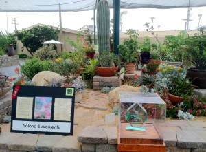 Carmel Valley San Diego Community | Stevie Hall | Solana Succulents