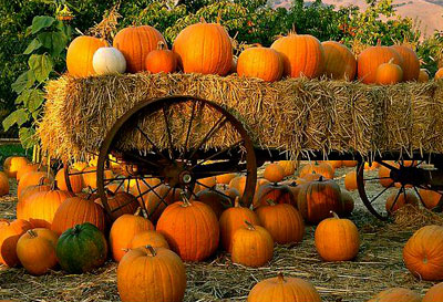 San Diego Pumpkin Patch Mission Valley