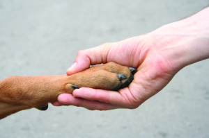 Carmel Valley San Diego Community | John Van Zante | Hand and Paw