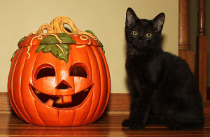 Carmel Valley San Diego Community | John Van Zante | Pumpkin and Black Cat