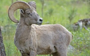 Carmel Valley San Diego Community | Gwen Coronado | Large Big Horn Sheep photo