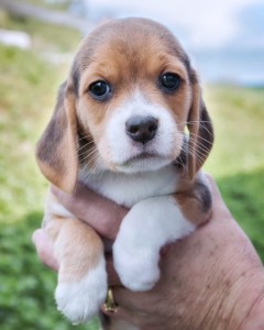 Carmel Valley San Diego Community | John Van Zante | Beagle 1