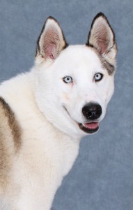 Find your best friend at Rancho Coastal Humane Society at 389 Requeza Street in Encinitas or log on to SDpets.org.  Call 760-753-6413 for more information or..