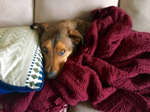 El Nino Thunder Pet Anxiety