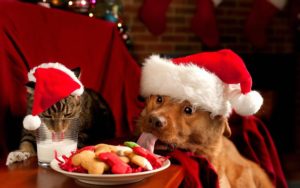 Carmel Valley San Diego Community | John Van Zante | Christmas-Cat-and-Dog