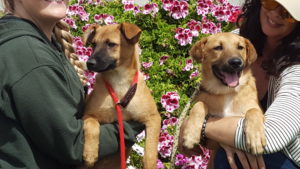 Carmel Valley San Diego Community | John Van Zante | Dogs in the Flower Fields