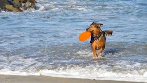 Del Mar Dog Beach